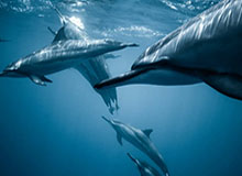 英雄联盟赛事官网-【夜读】全才凯恩，既能摧城拔寨还可防守破坏